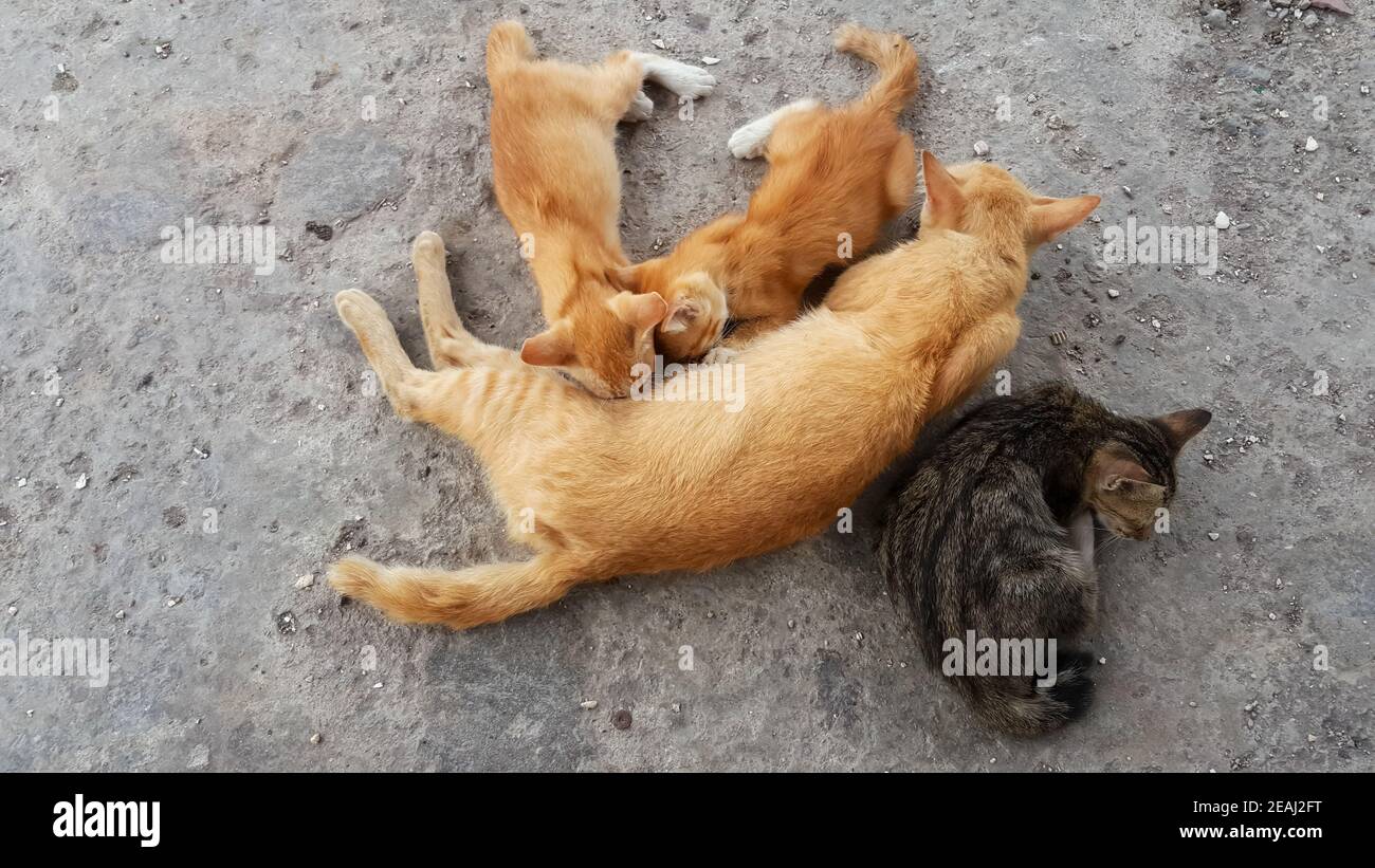 Can A Dog Nurse Kittens