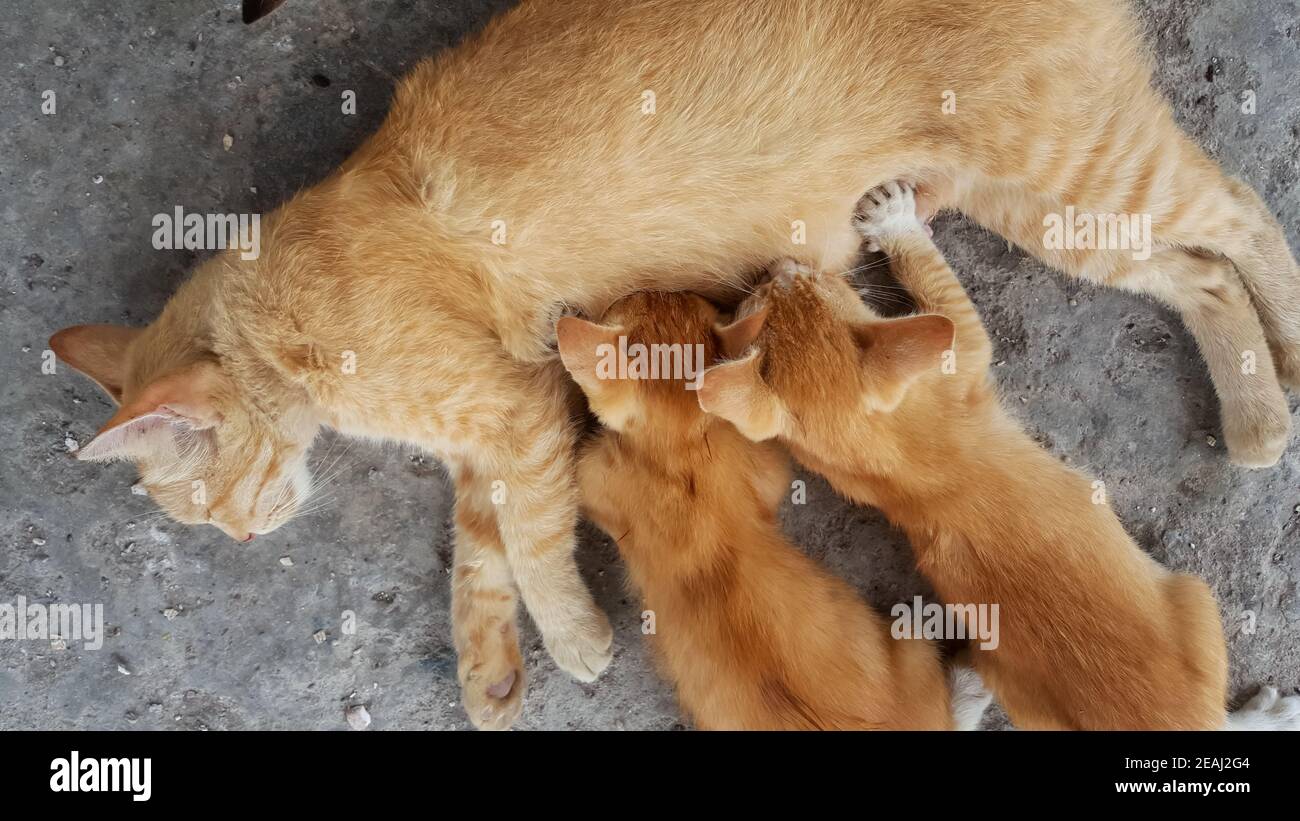Cat mom feed kitten Stock Photo Alamy