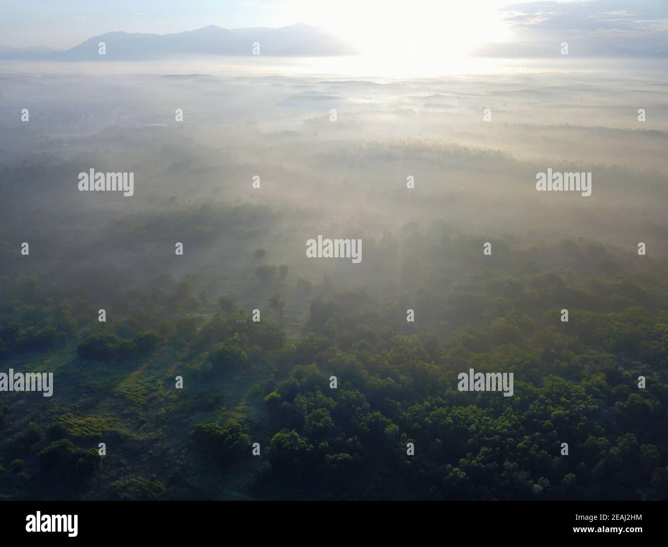 Foggy cloud over the forest at Kedah, Malaysia Stock Photo - Alamy