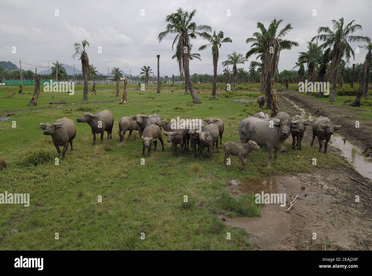 Baby water buffalo with family Stock Photo