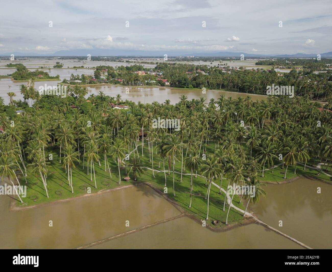 Aerial view coconut plantation Stock Photo