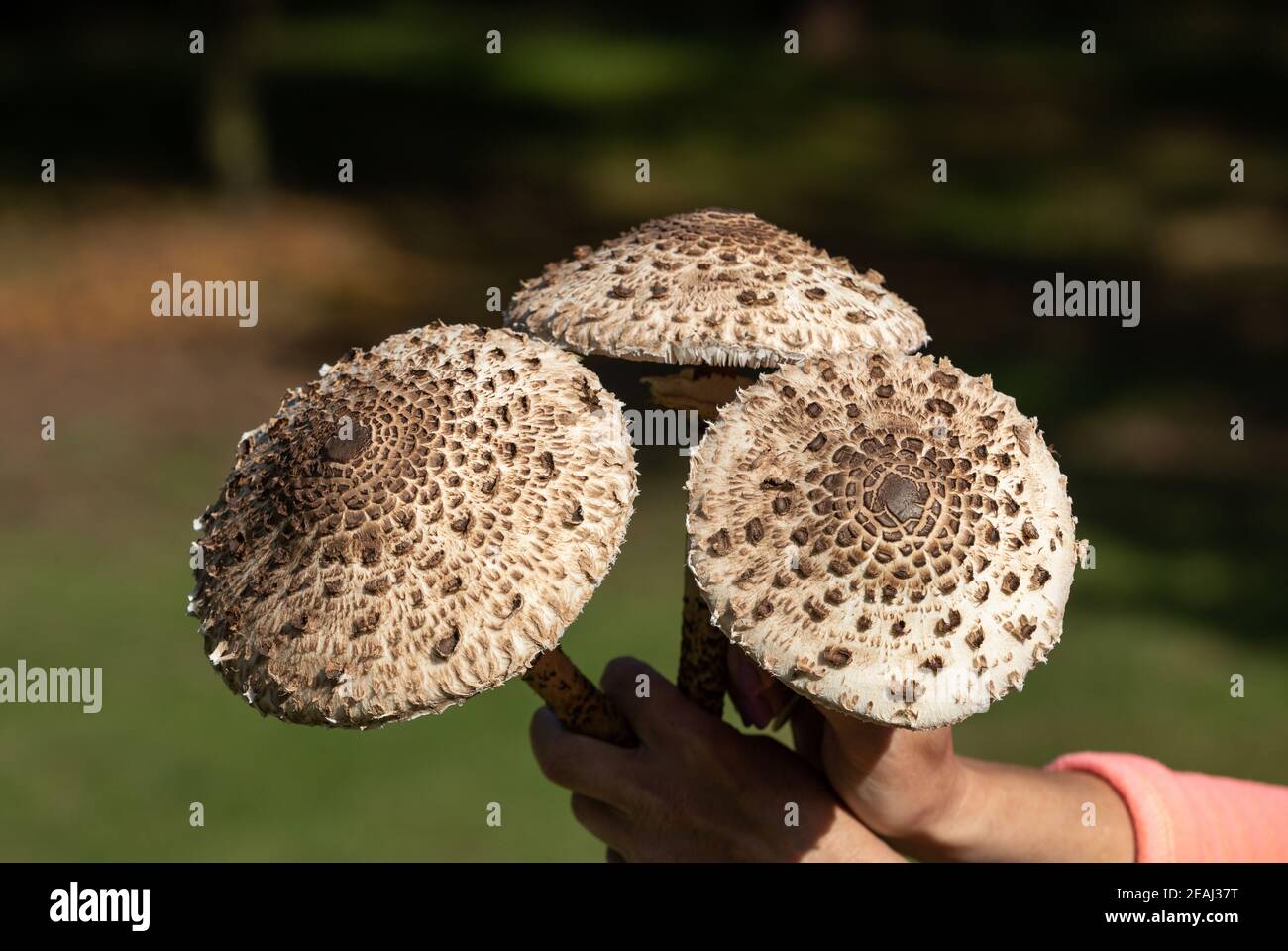 Ripe parasol mushroom in the mushroom picker's hand Stock Photo