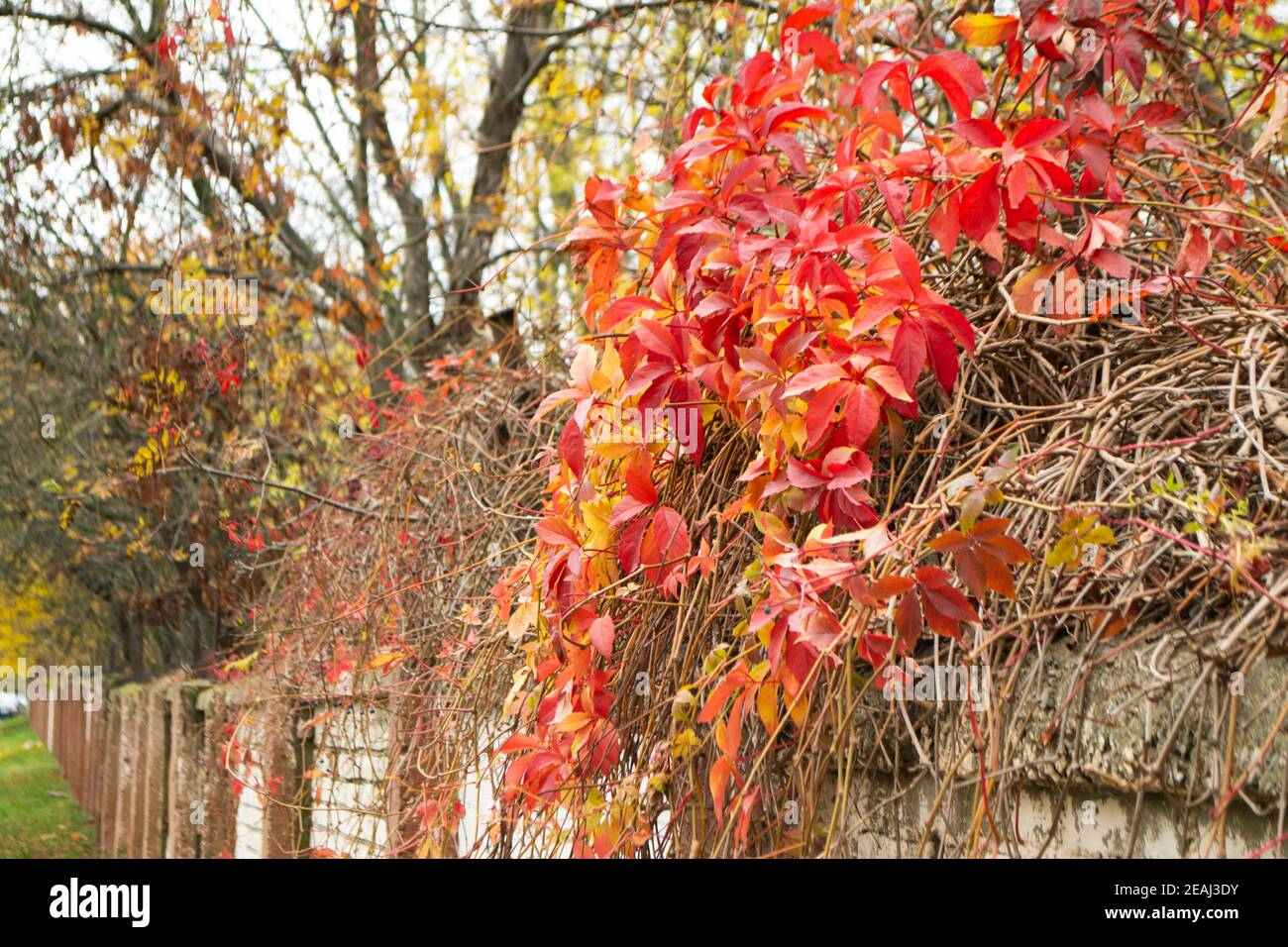 The bright red leaves of maiden grapes in the city landscape. Climbing plant on a fence mesh. Stock Photo