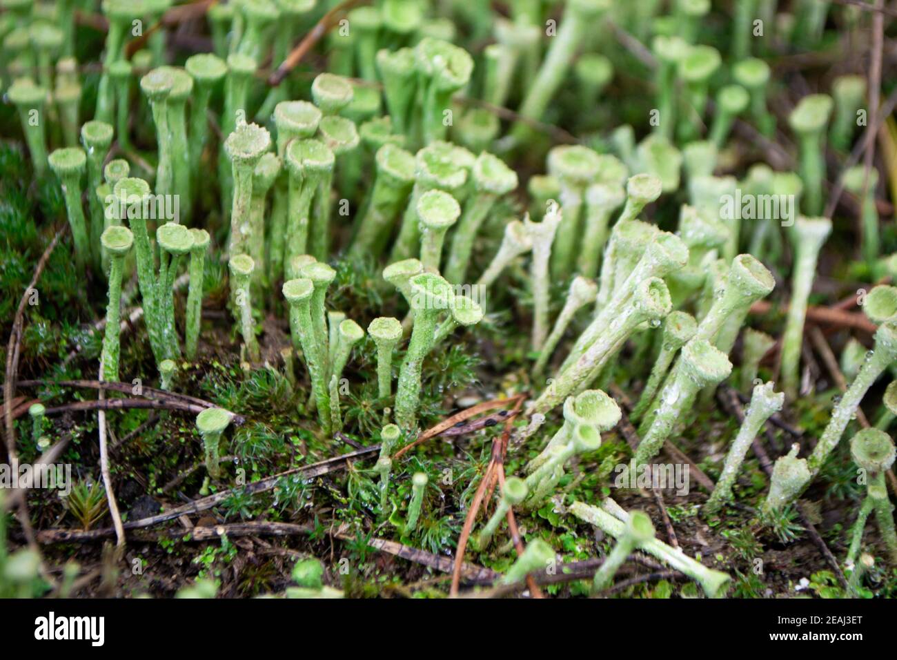 Lichen cladonia deformis in autumn, close-up. Stock Photo