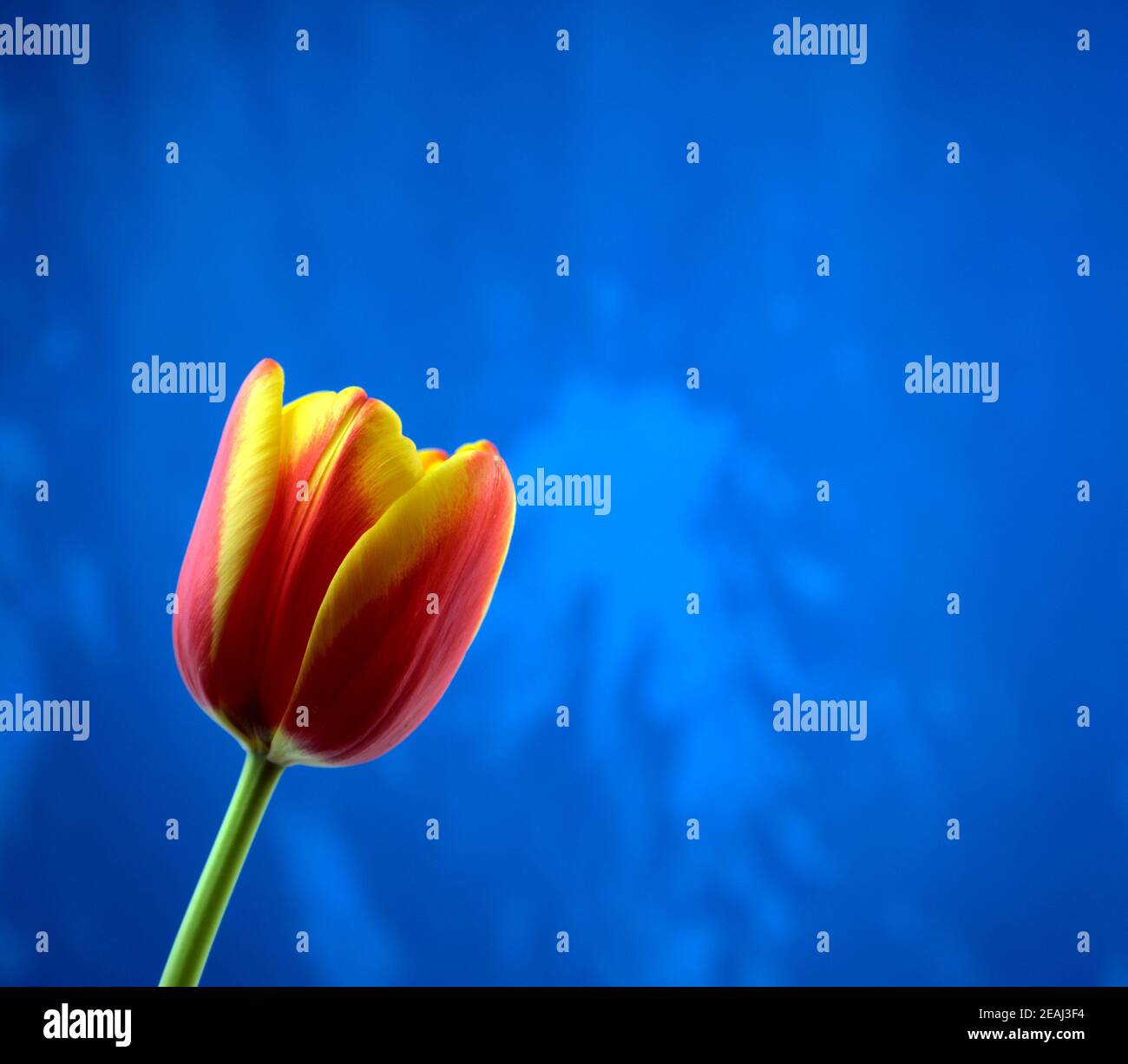 Fresh vivid red magenta grunge tulip flower with bright rough blue abstract acrylic handmade texture background. Head on, side view, off-center frame. Stock Photo