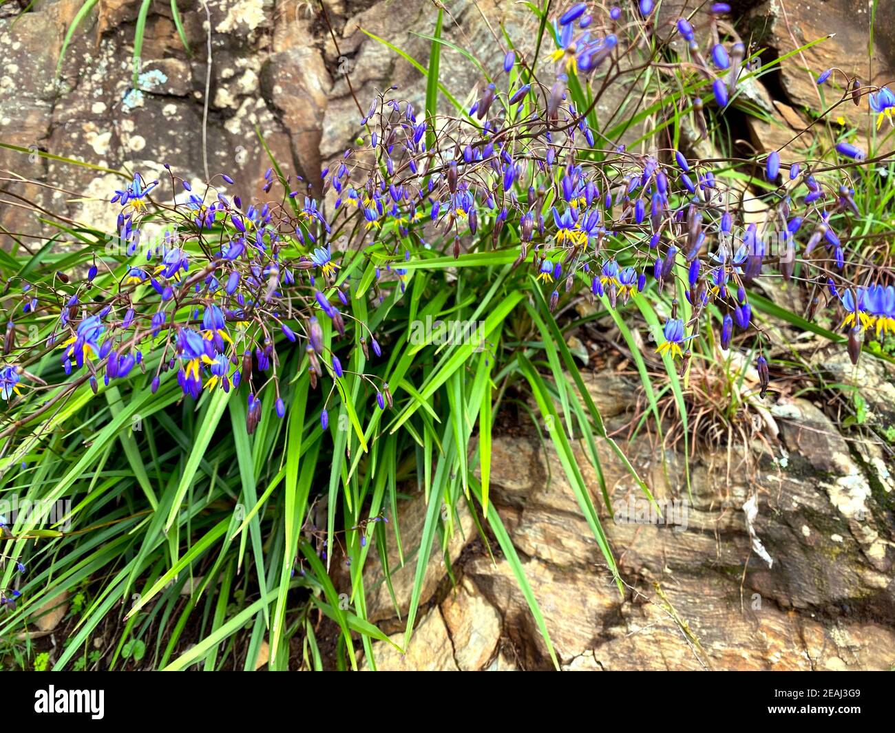 Blue flax lily flowers growing out of rock Stock Photo