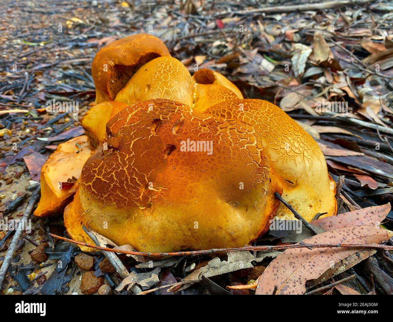 A large, unidentified cluster of orange mushrooms Stock Photo