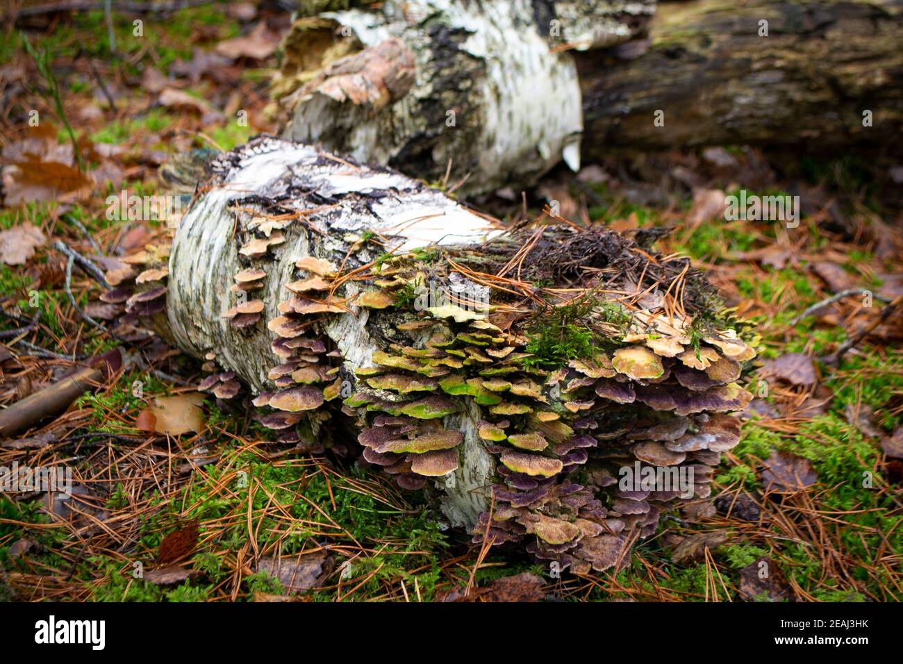 green mushroom on dry log in autumn forest Stock Photo