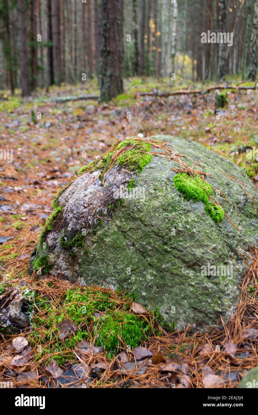 Large stone covered with green moss in autumn forest Stock Photo