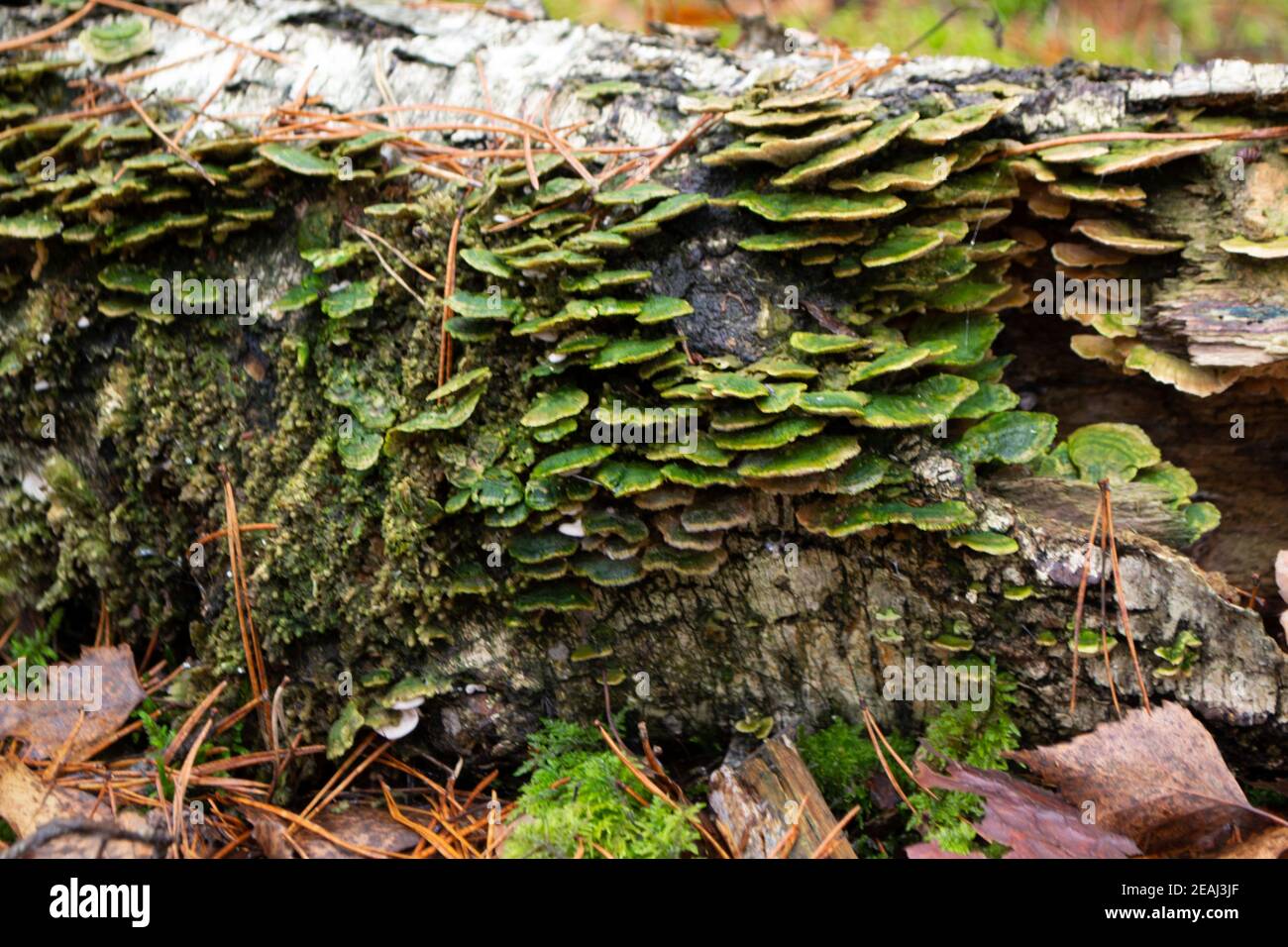 Lenzites betulina trametes betulina known as gilled polypore, birch mazegill or green gill polypore, fungus with medicinal properties from Belarus Stock Photo