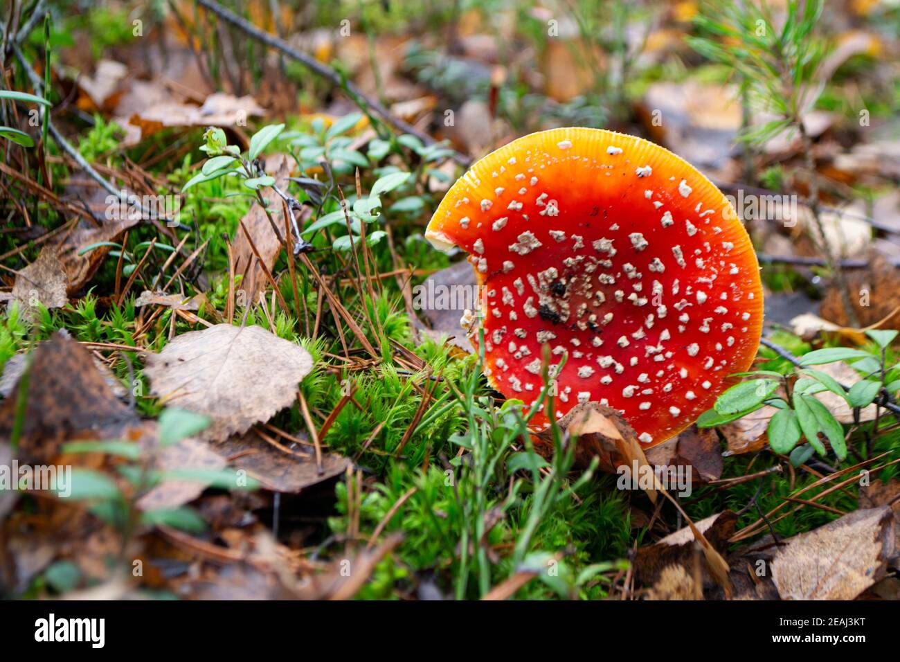 Poisonous and psychoactive basidiomycete fungus. Bright fly agaric Stock Photo