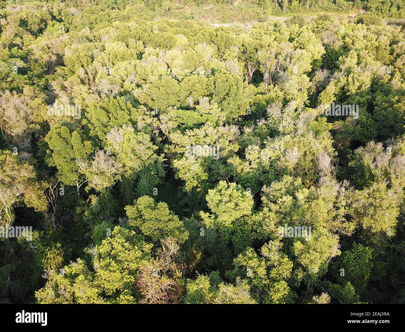 Aerial view of a lush green forest Stock Photo - Alamy