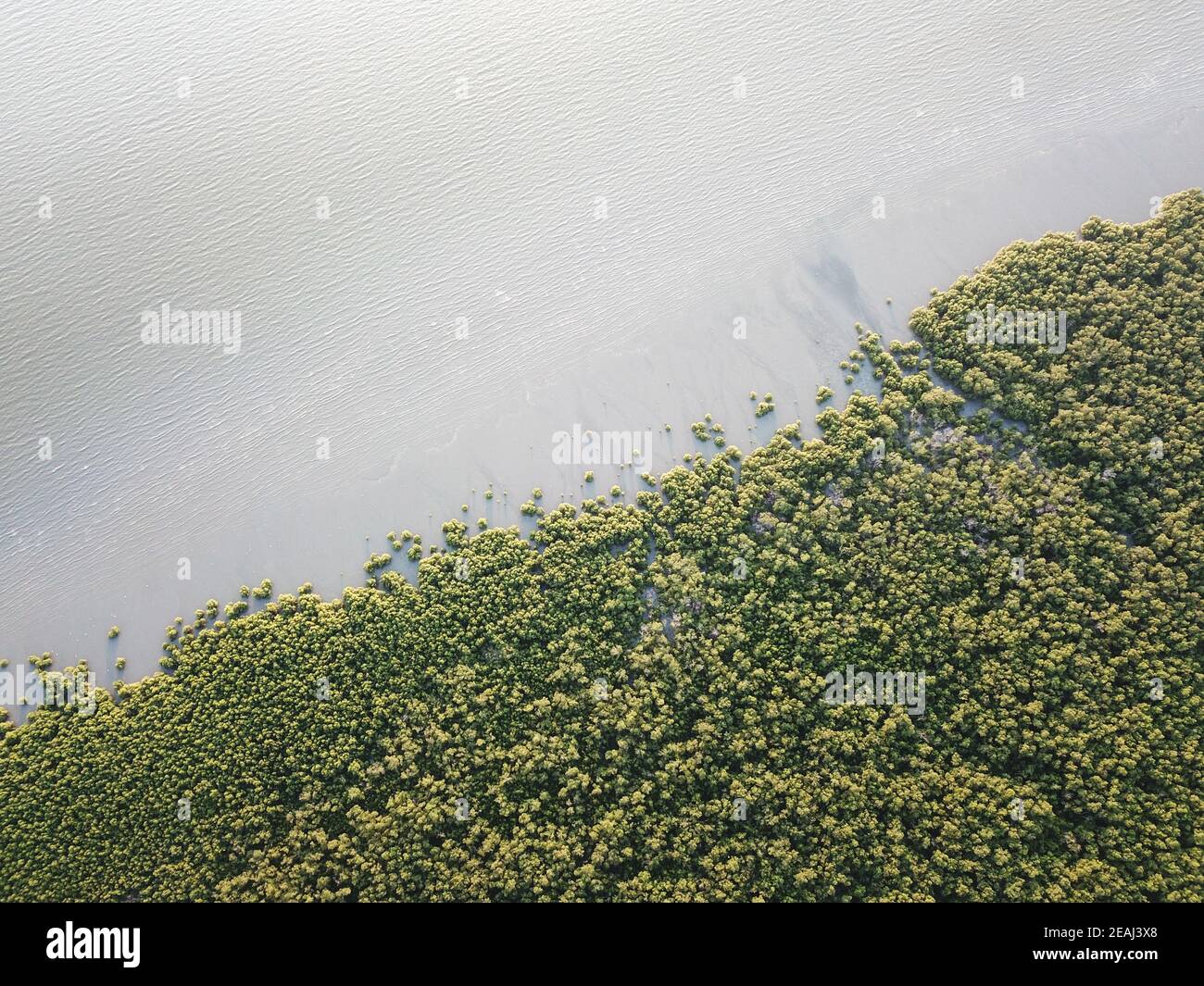Top down view mangrove forest Stock Photo