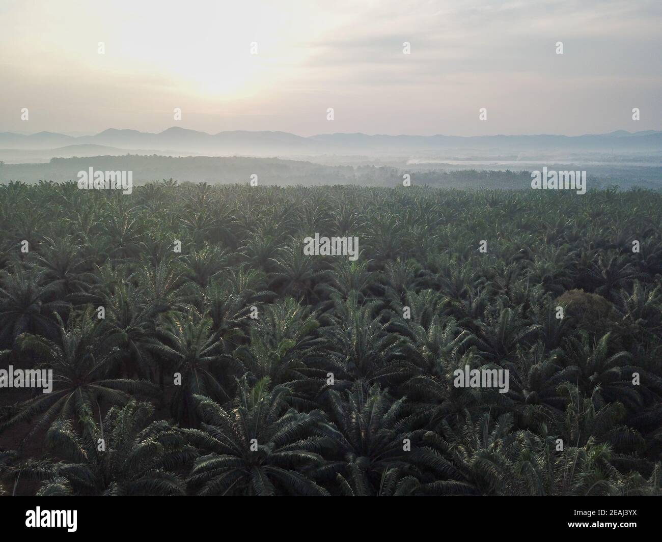 Oil palm plantation Stock Photo