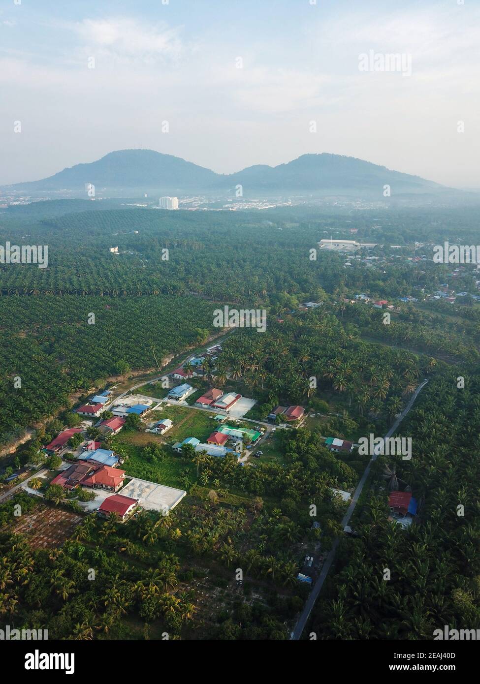 Oil palm plantation near Village. Stock Photo