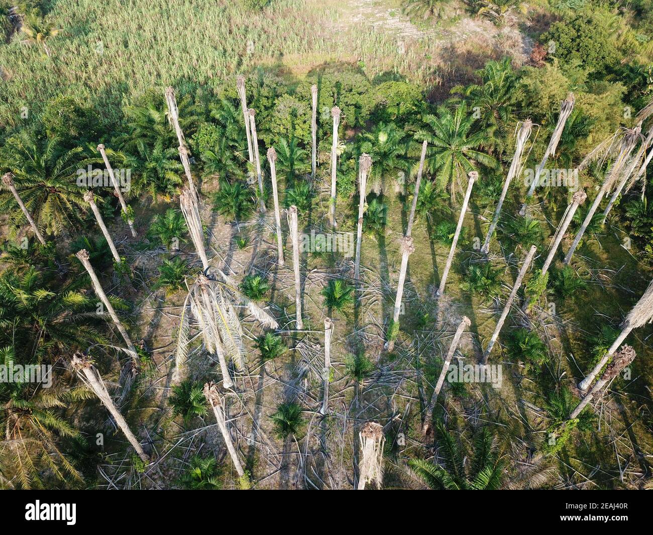 Dead palm trees Stock Photo Alamy