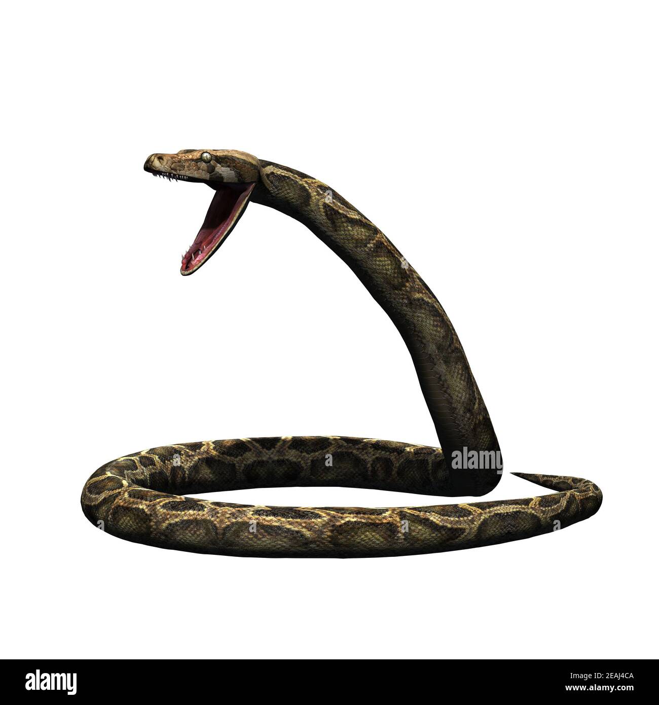 Wild animals - python - isolated on white background Stock Photo - Alamy