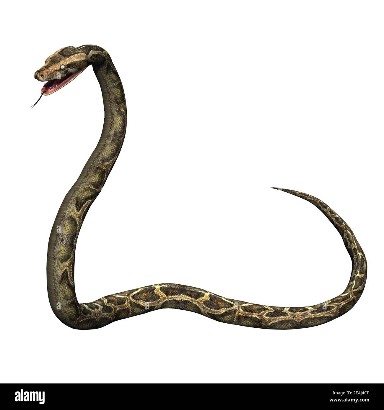 Wild animals - python - isolated on white background Stock Photo - Alamy
