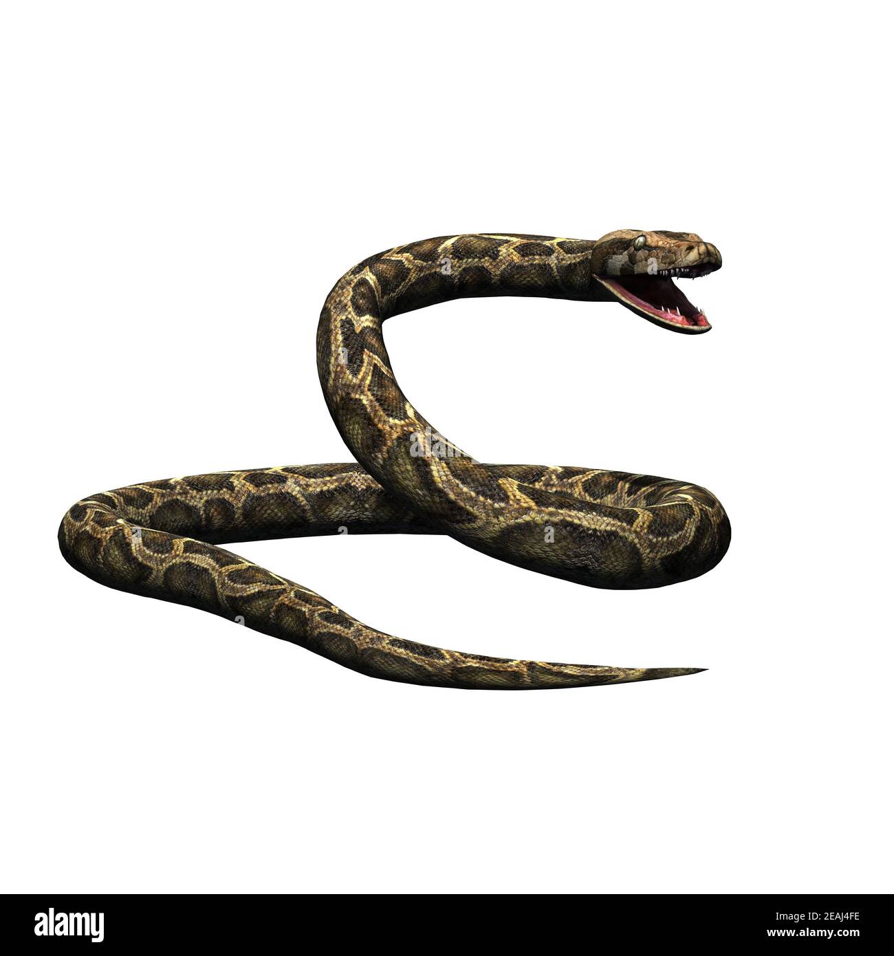 Wild animals - python - isolated on white background Stock Photo - Alamy