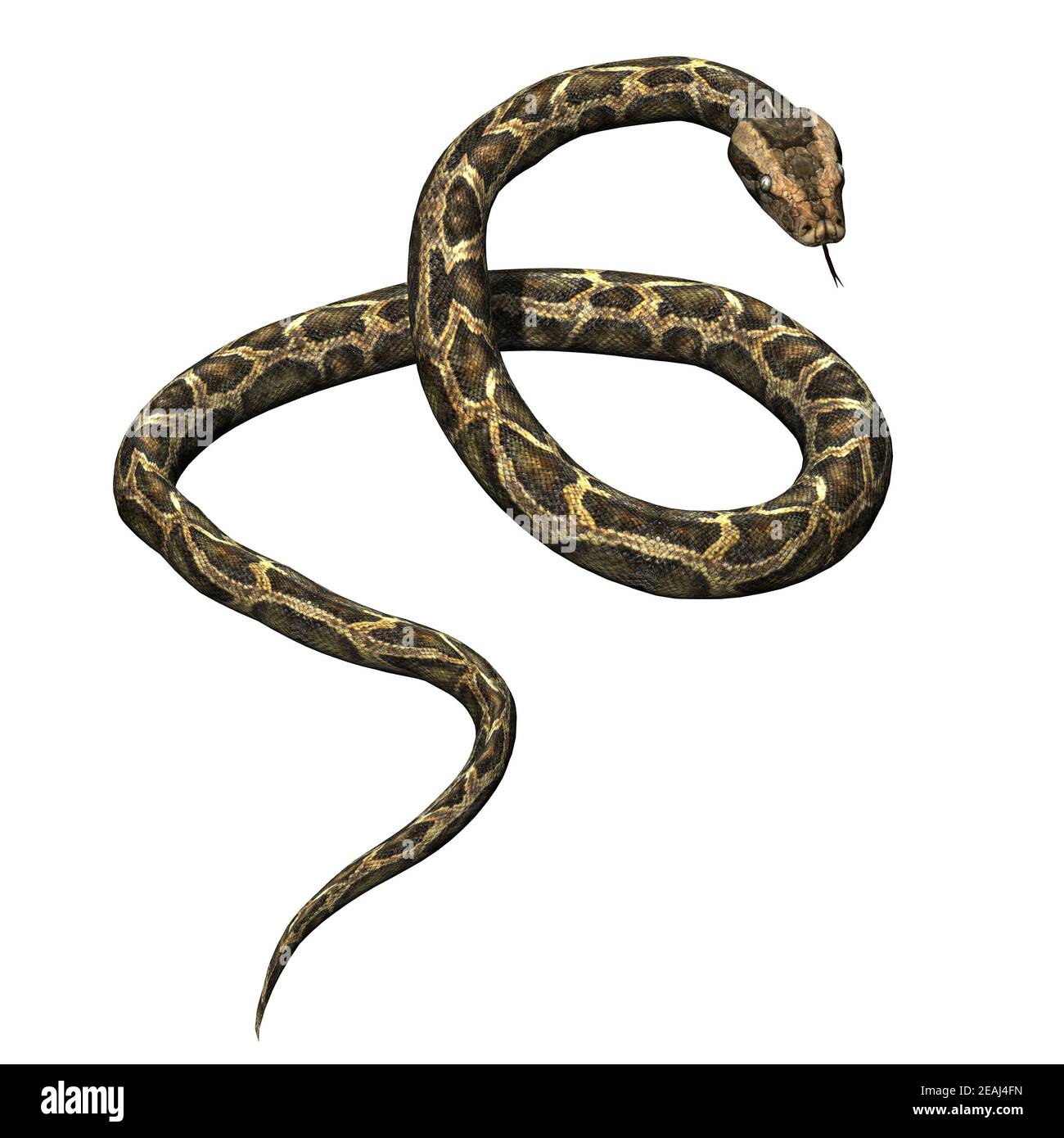 Wild animals - python - isolated on white background Stock Photo - Alamy