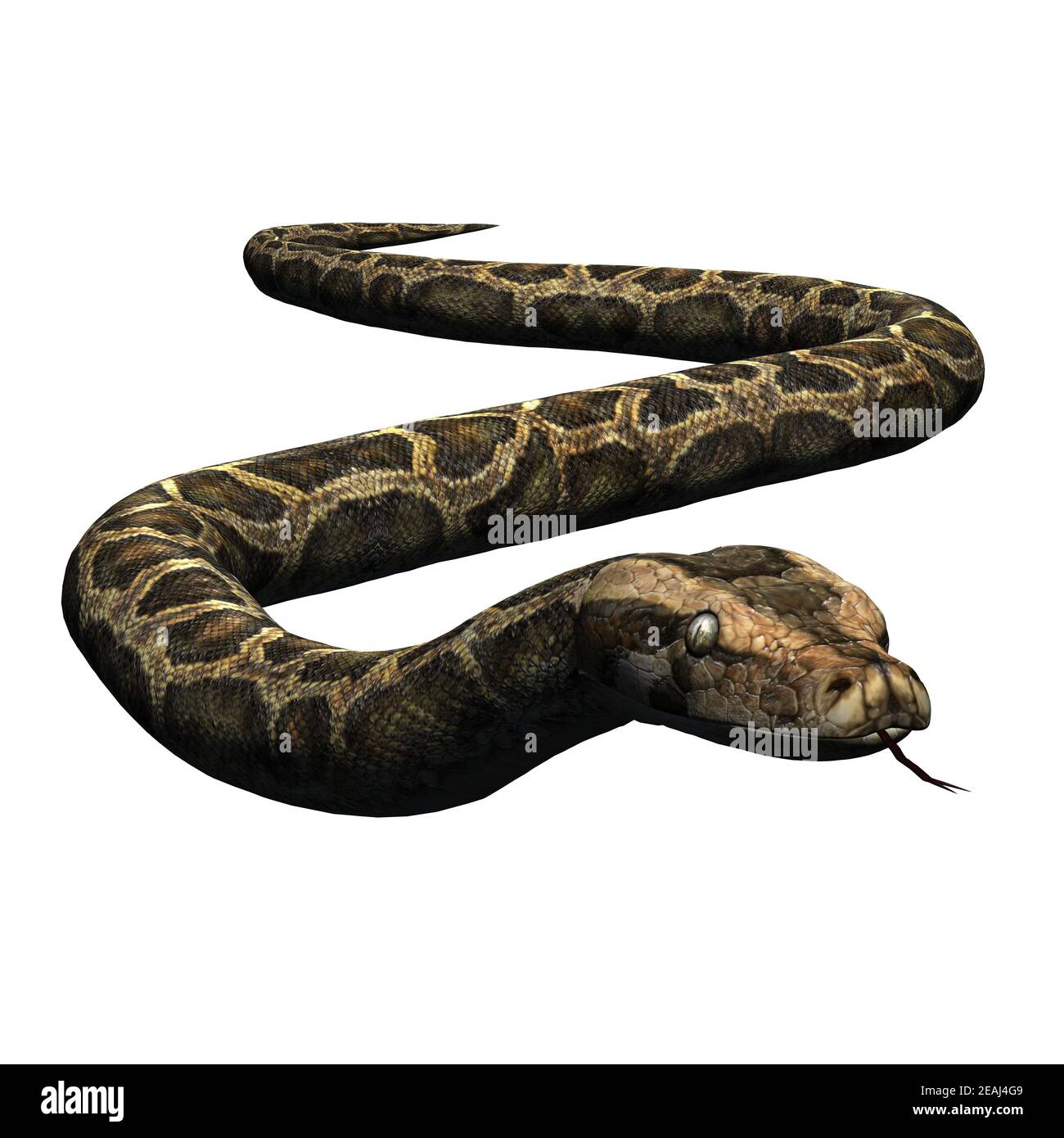 Wild animals - python - isolated on white background Stock Photo - Alamy