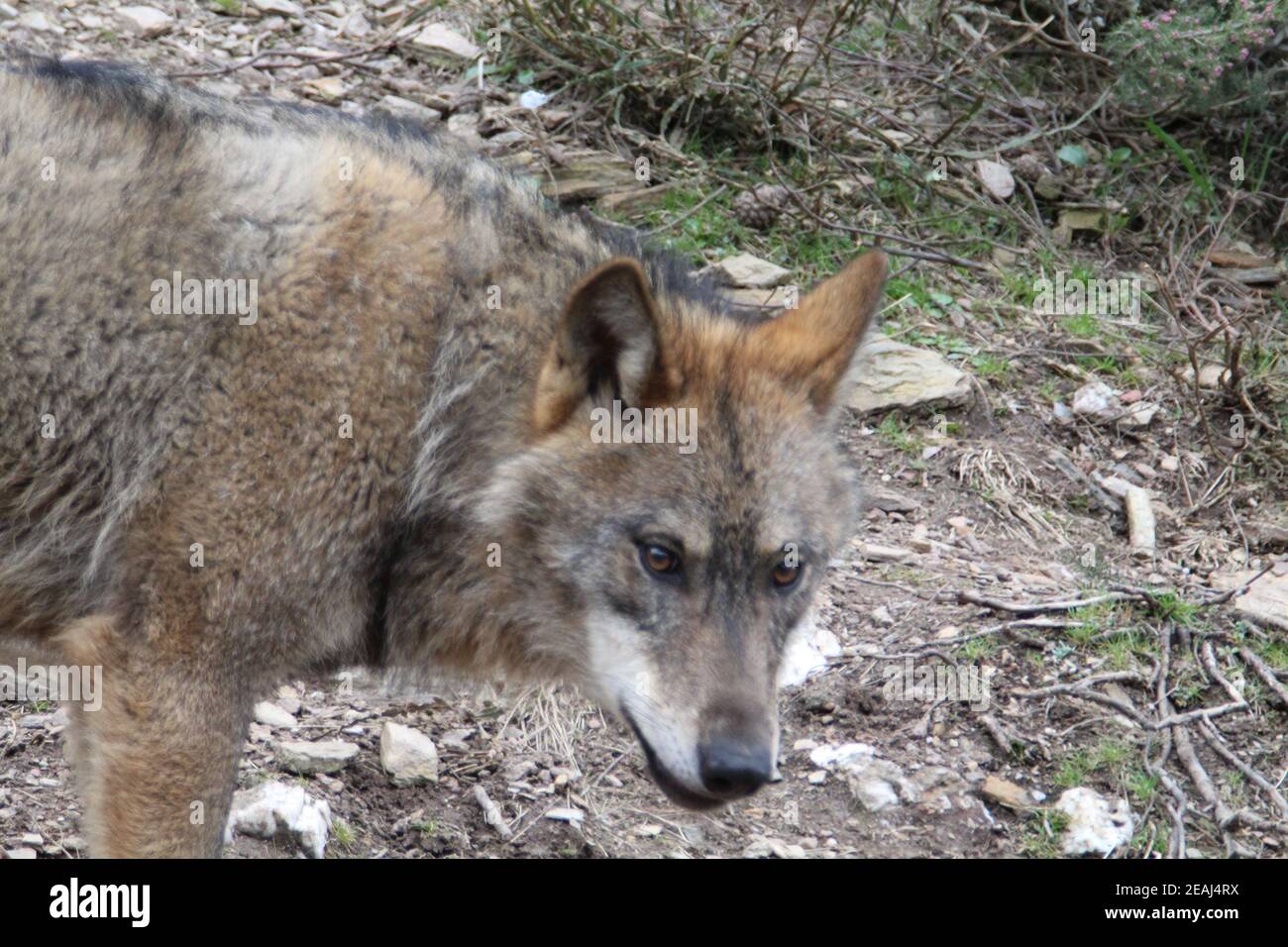 iberian, animal, wild, europe, spain, gray, carnivore, nature, mammal ...