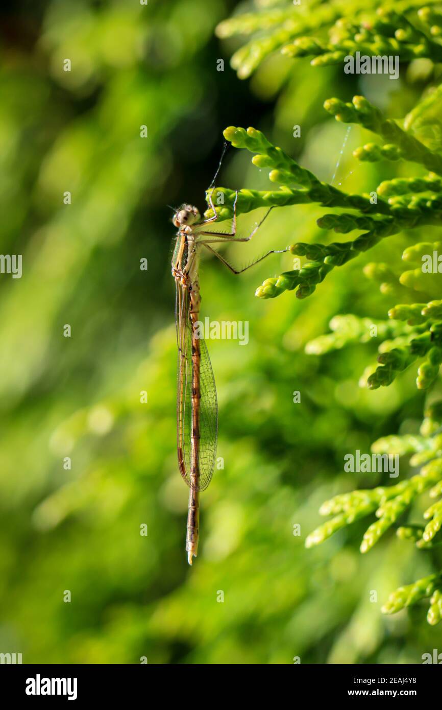 A close-up of a dragonfly on a plant Stock Photo - Alamy
