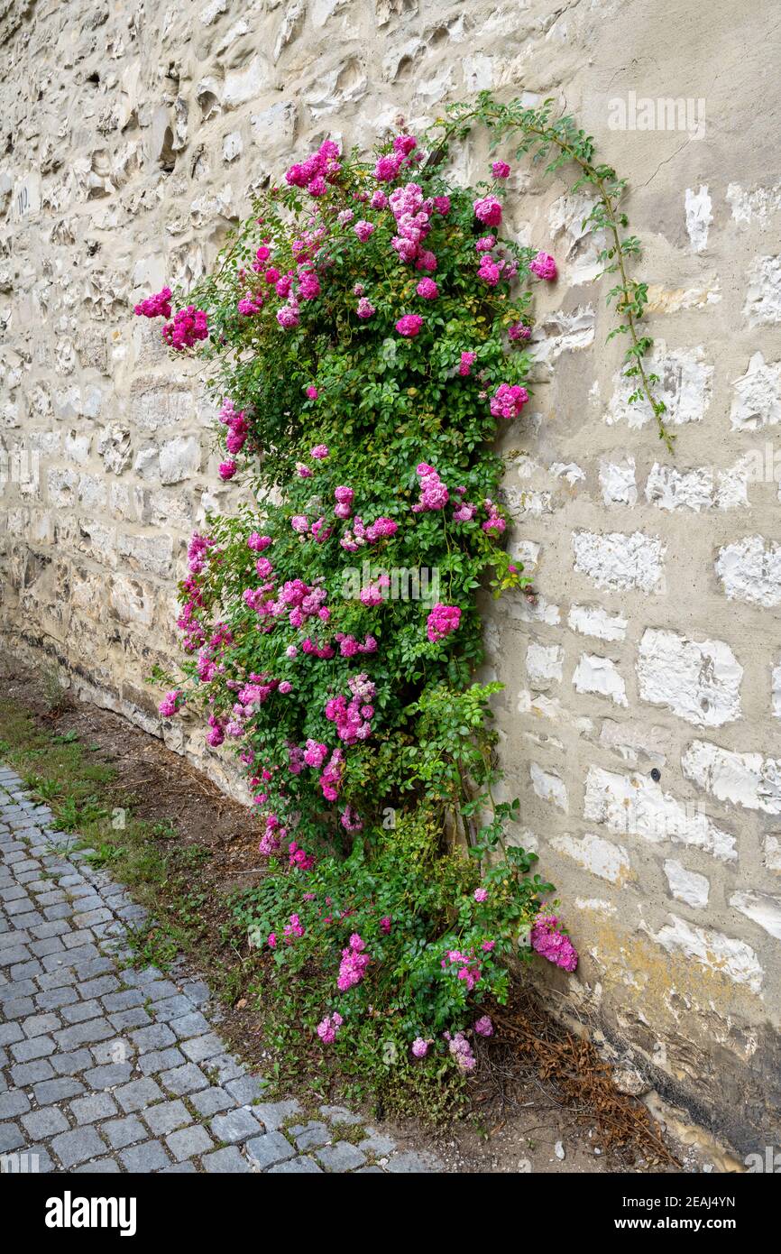 Pink rambler rose climbing a wall Stock Photo