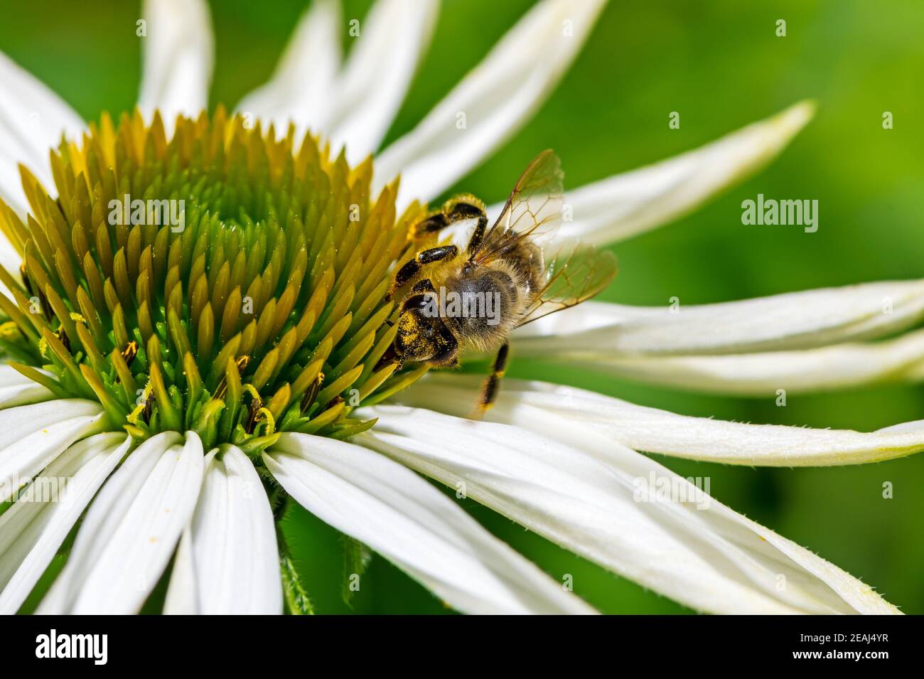 Honeybee collecting nectar on a echinacea flower blossom Stock Photo