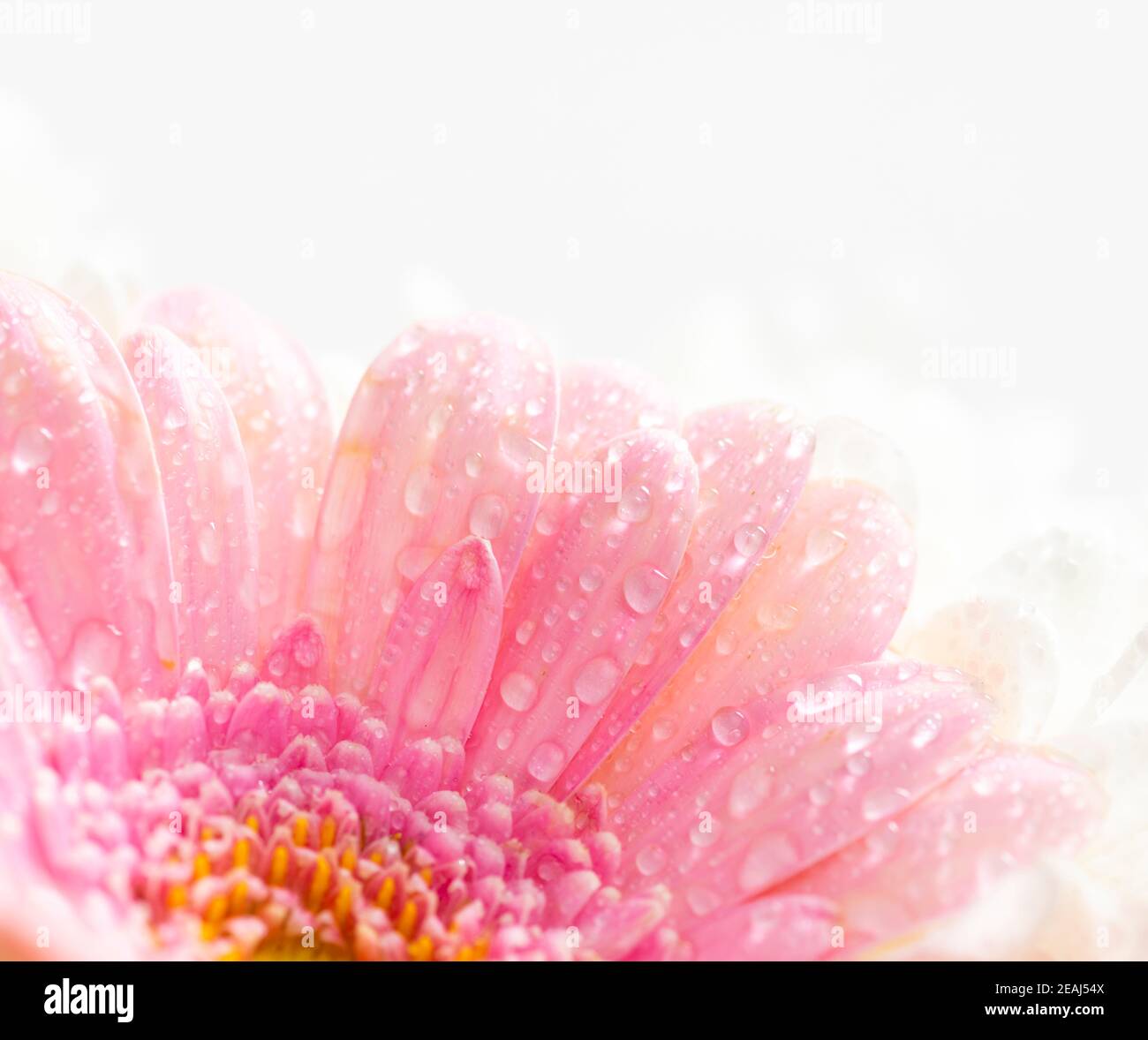 Still life of flowers on white background Stock Photo - Alamy