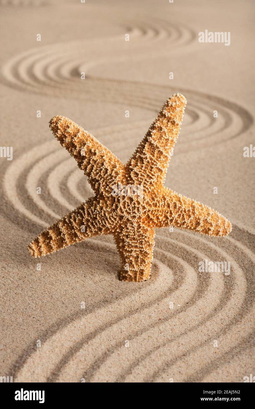 Starfish in the sand Stock Photo