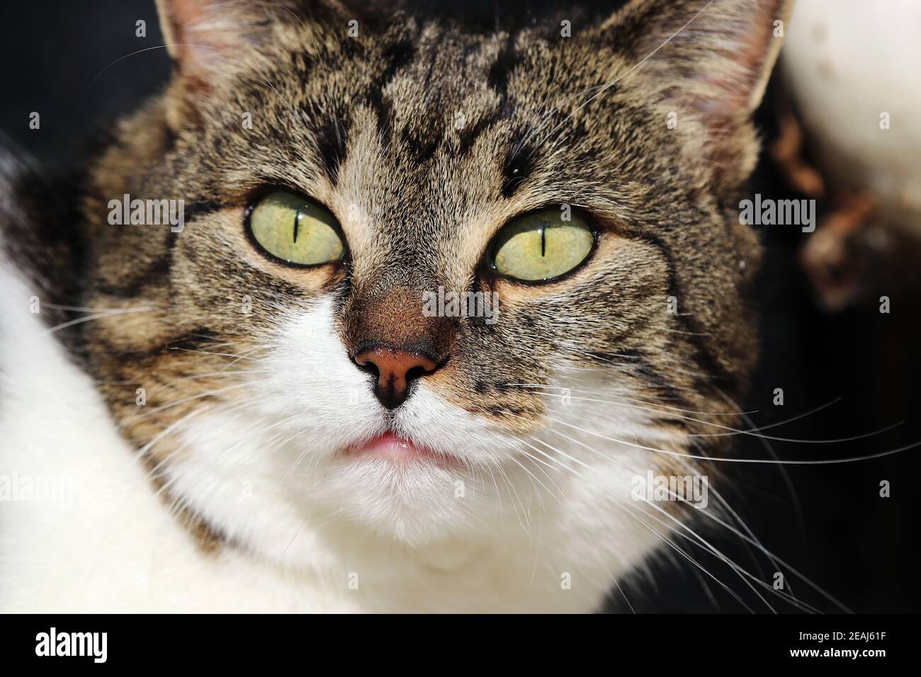The face of a small fluffy curious cat in the sun Stock Photo