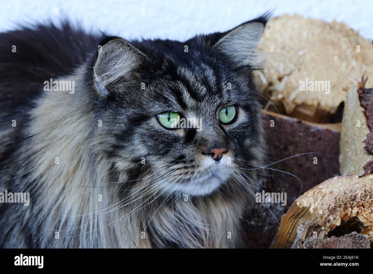 Male MaineCoon cat hunting. A pretty big tomcat Stock Photo Alamy