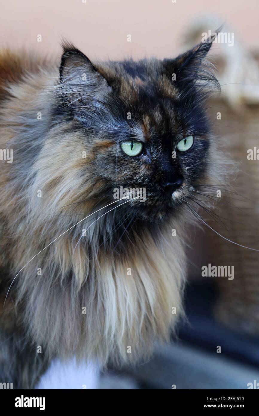 A threecolored female MaineCoon cat with long fur at the neck Stock