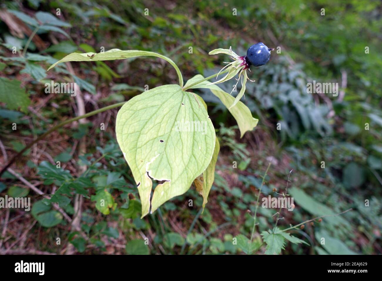 herb-paris or true lover's knot (Paris quadrifolia) with fruit - Hike on the gorge trail Passeier Valley between Moos and St. Leonhard Stock Photo