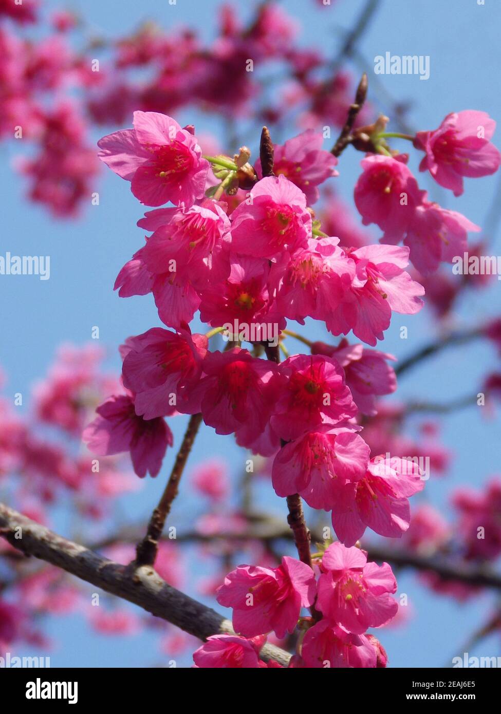 Vertical shot of pink cherry blossoms on a tree branch against blue sky ...