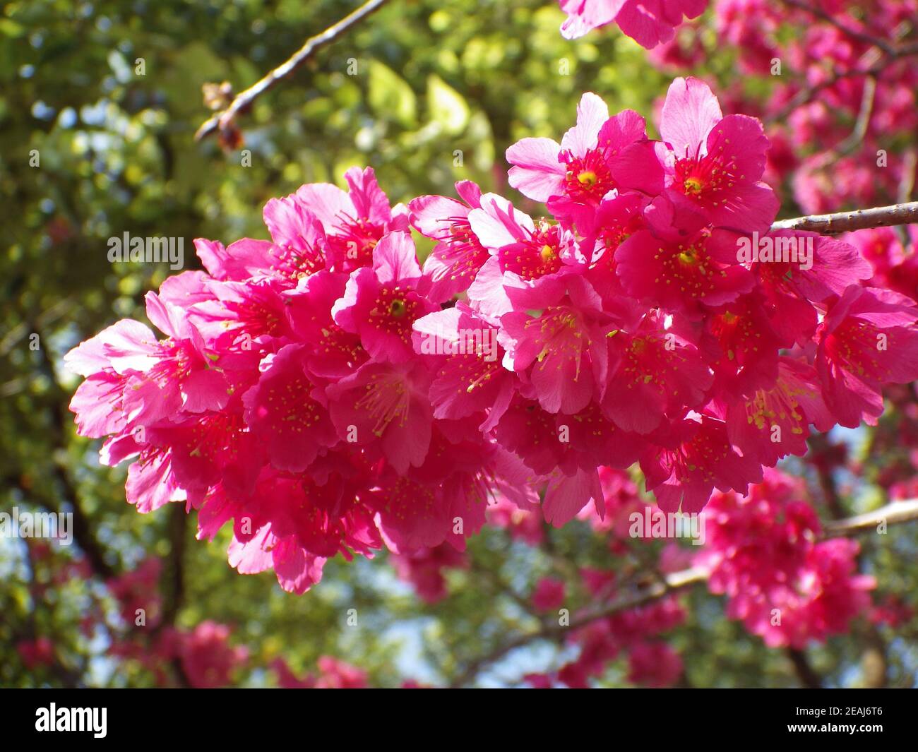 Closeup shot of pink cherry blossoms on a tree branch against blue sky ...