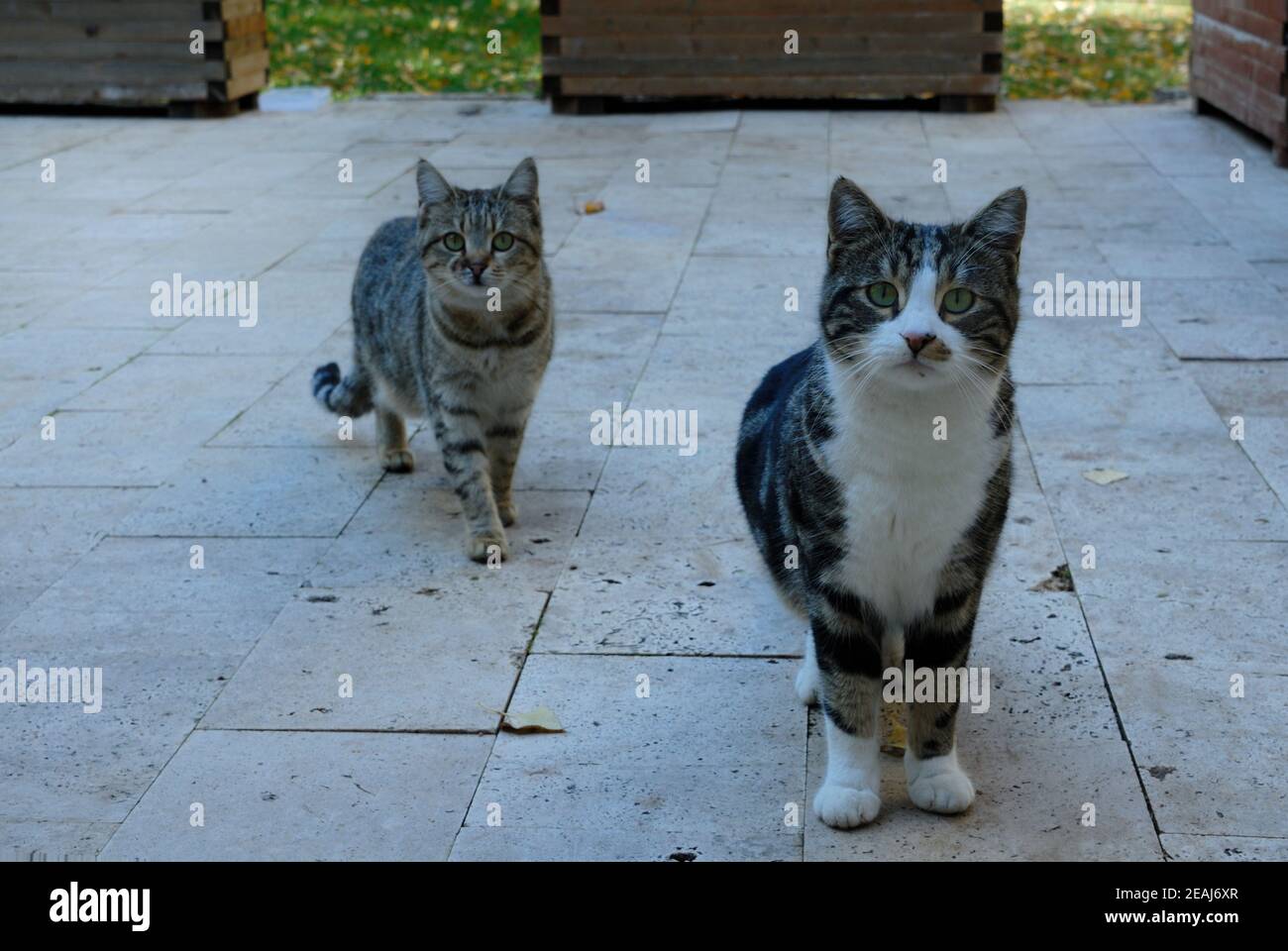two curious cats are waiting on the terrace Stock Photo