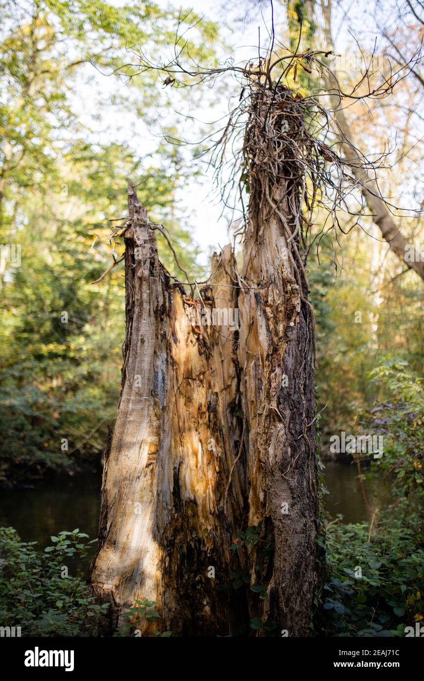Broken log forest hi-res stock photography and images - Alamy