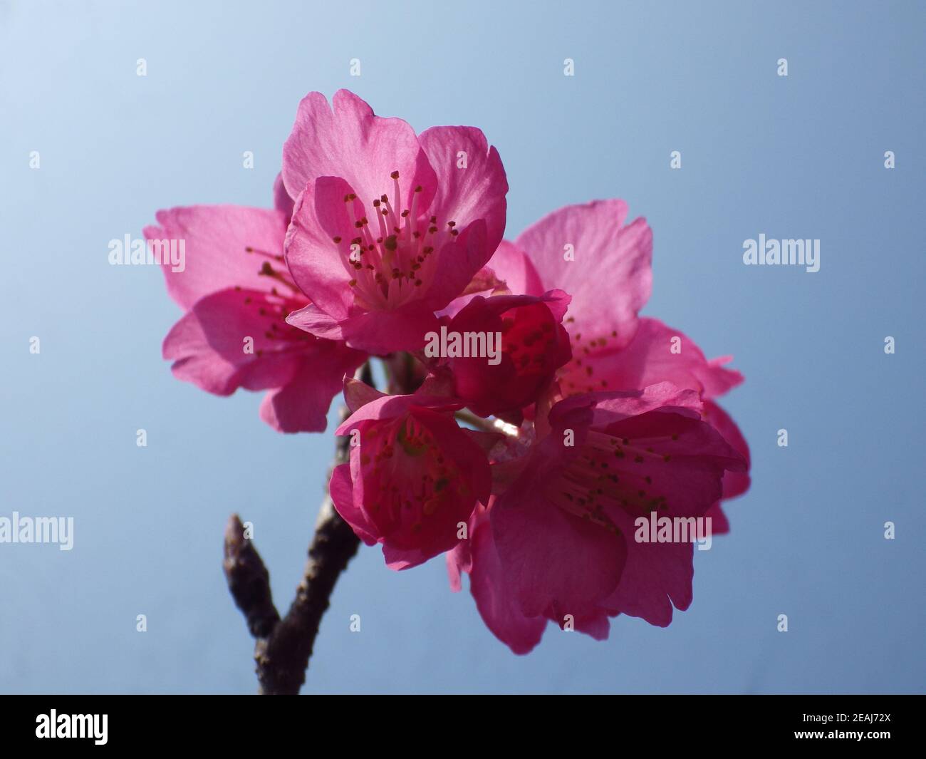 Closeup shot of pink cherry blossoms on a tree branch against blue sky ...