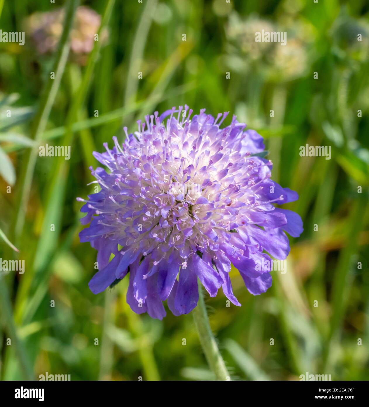 field scabious flower head Stock Photo