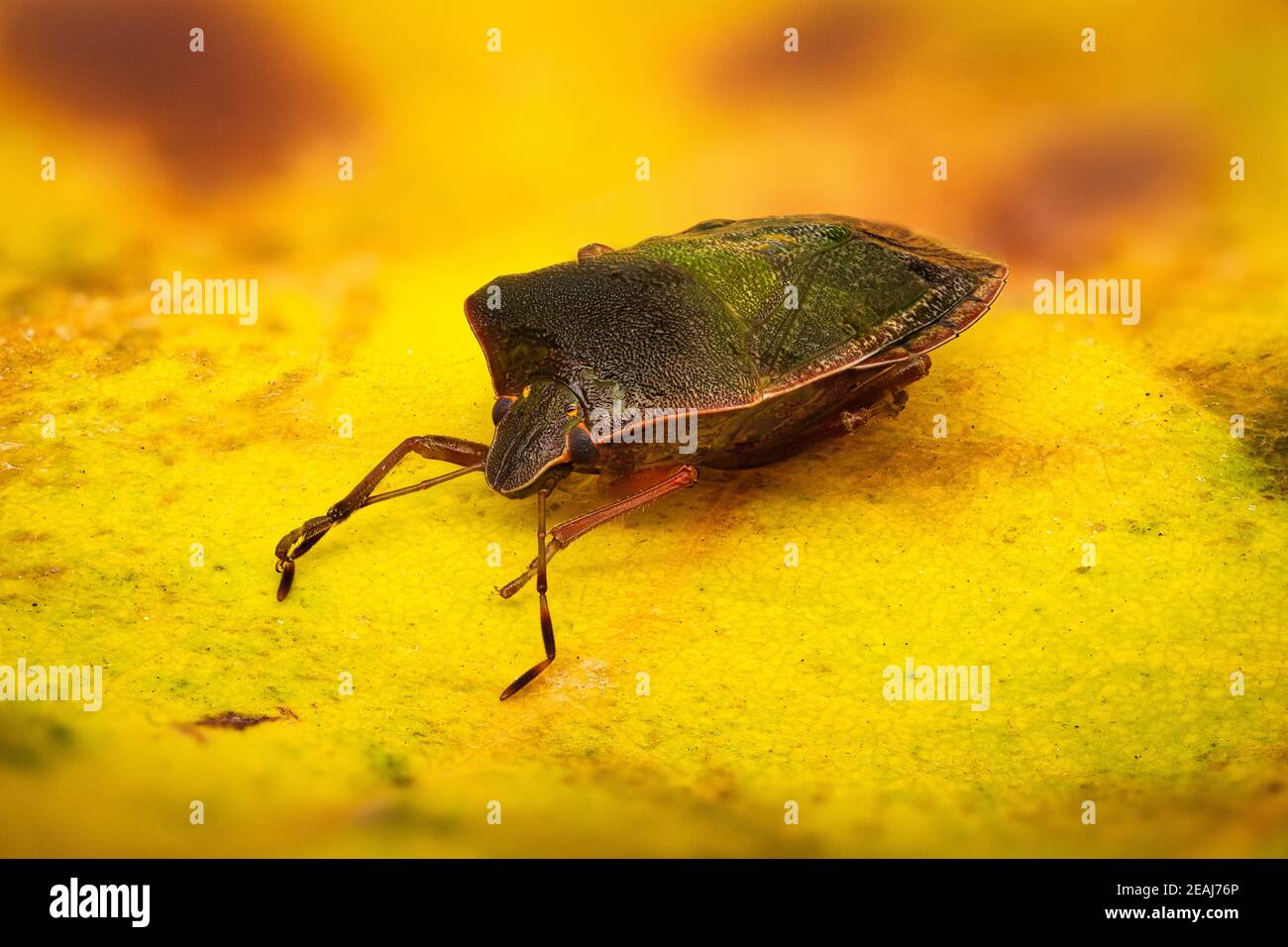 Green Shield Bug Stock Photo