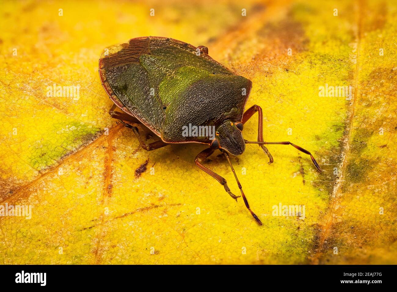 Green Shield Bug Stock Photo