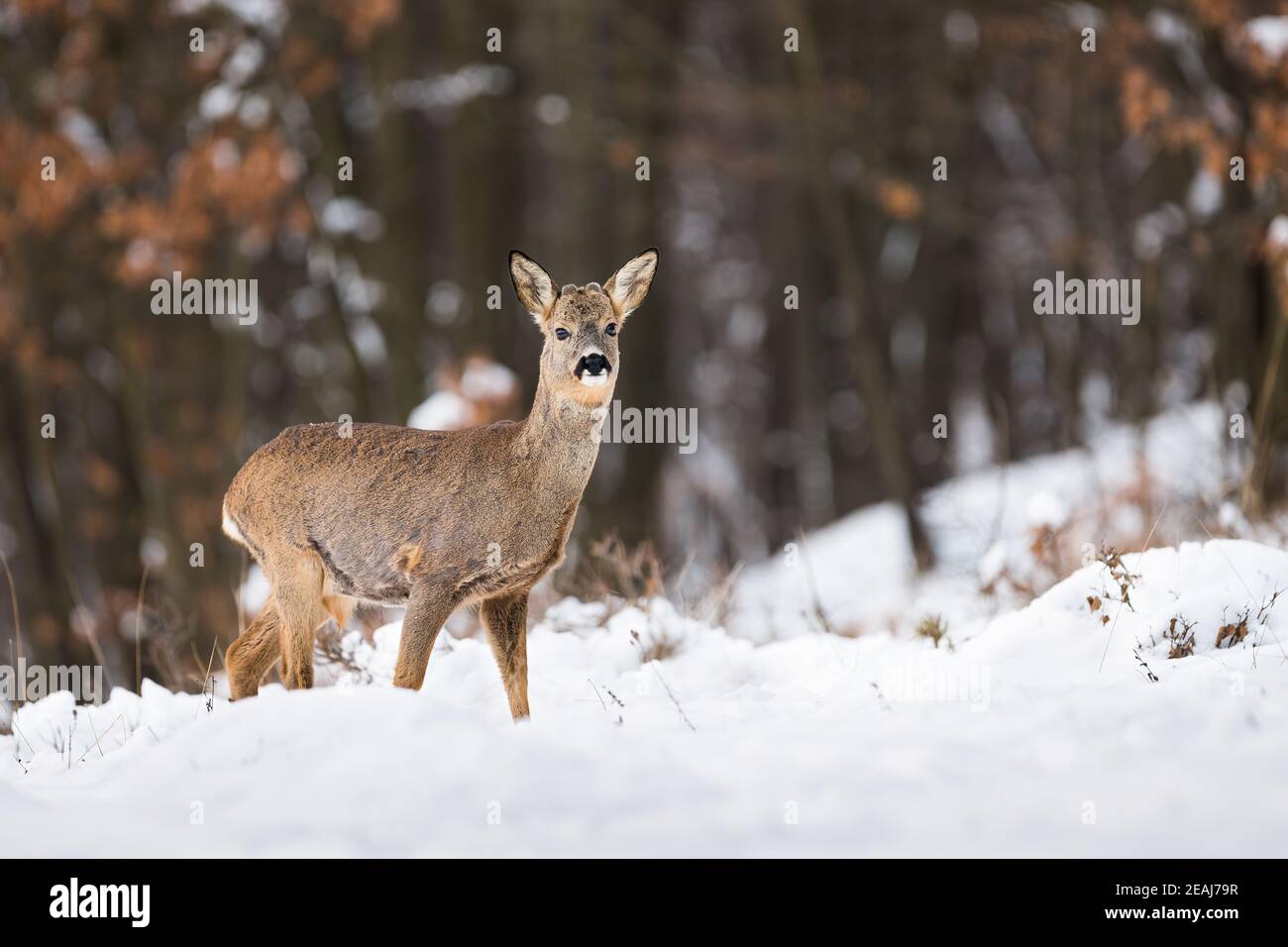 Interested roe deer buck hi-res stock photography and images - Alamy