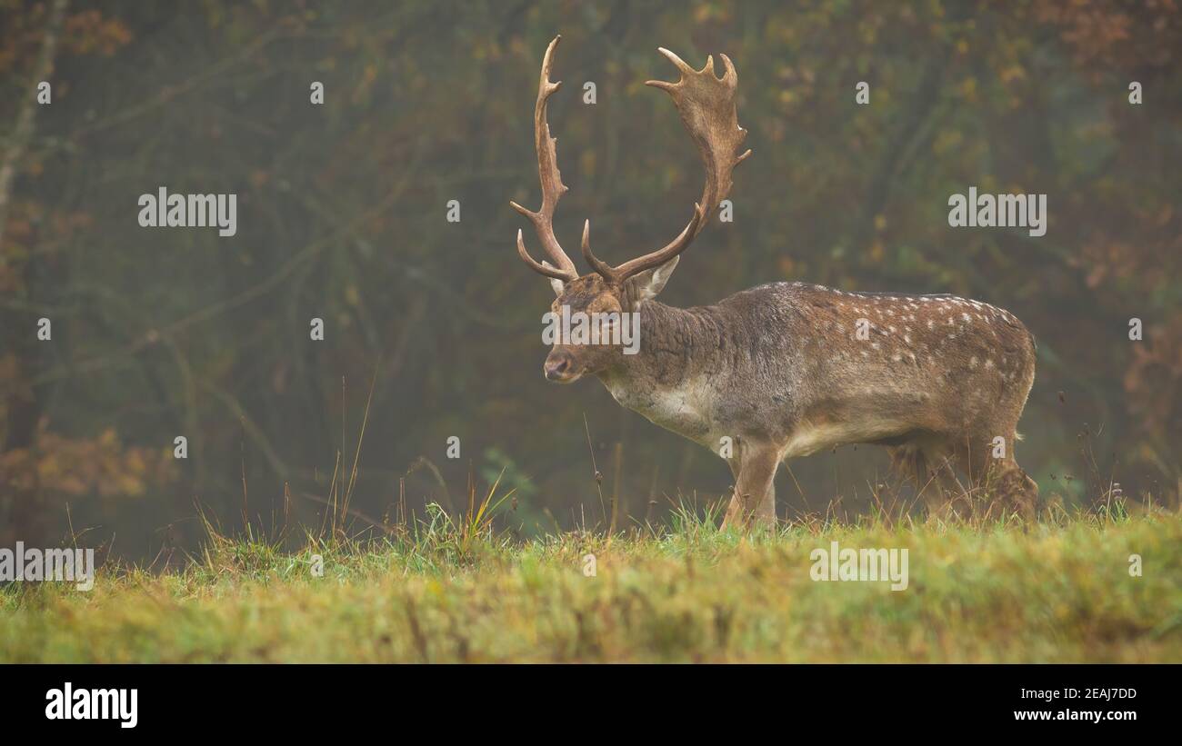 Majestic fallow deer stag walking in morning fog in autumn. Stock Photo