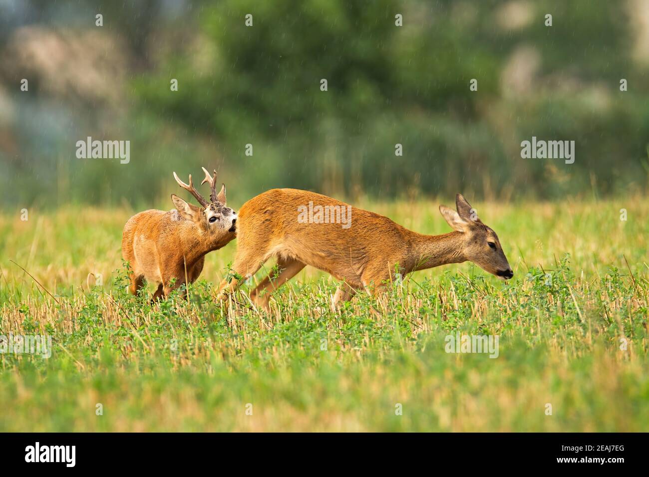 Roe deer doe stubble hi-res stock photography and images - Alamy