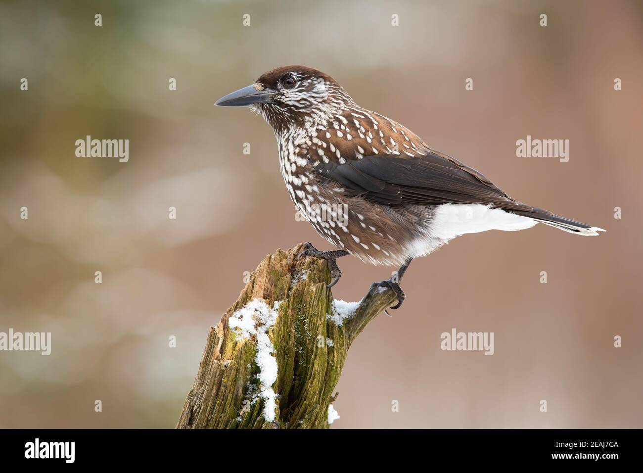 Spotted nutcracker resting on bough in winter nature Stock Photo