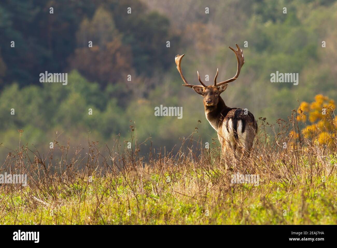 Massive fallow deer stag looking back on hill in autumn nature Stock Photo