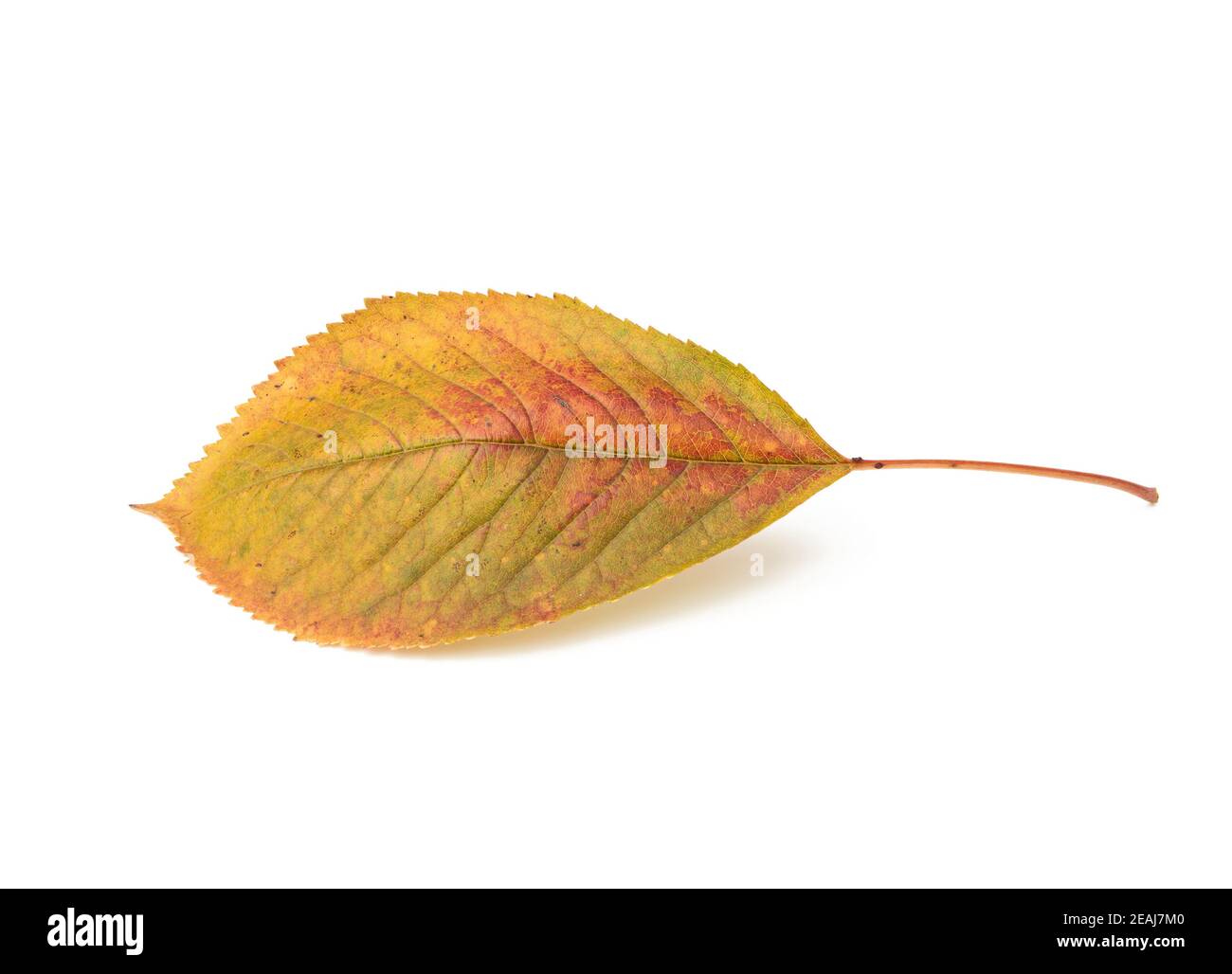 yellow cherry leaf on a white background Stock Photo