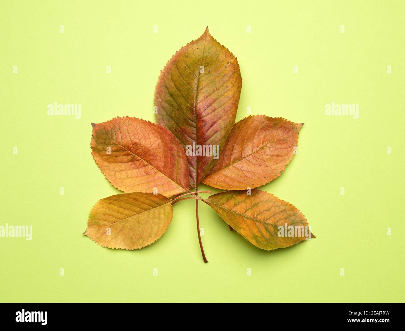 yellow cherry leaves on a green background Stock Photo